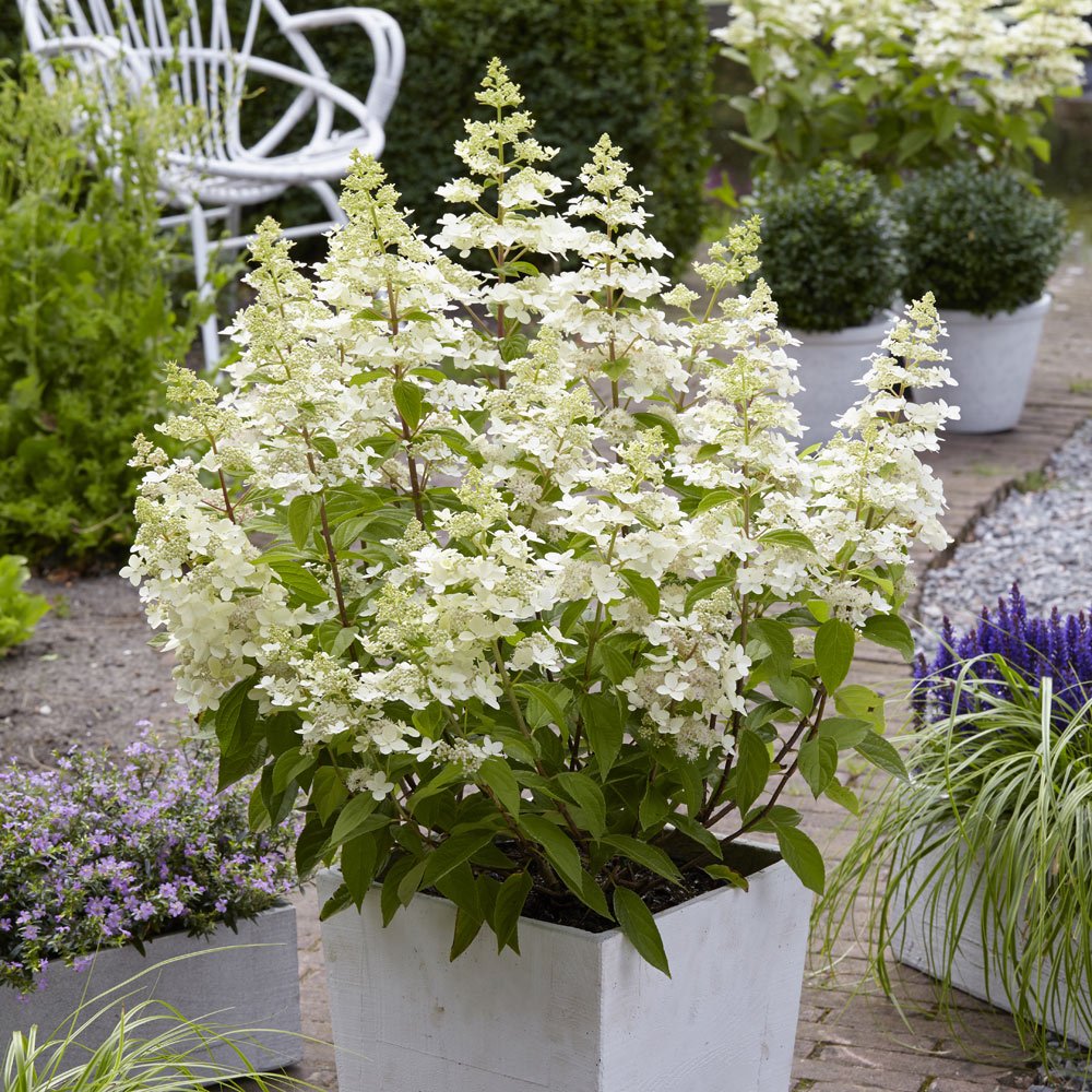 Hydrangea paniculata 'Confetti'